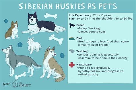 Siberian Husky: Dog Breed Characteristics & Care .